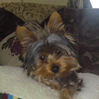 Profile Picture of Barbara Dobson (@barbdob2) on Twitter