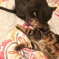 Profile Picture of Mahlet Alemu (@mahlet-alemu-1) on Quora