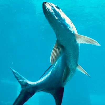 Profile Picture of Joshua R. Hollins (@JR_Hollins) on Twitter