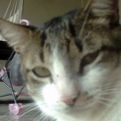 Profile Picture of Nicolas Zambrano (@ZambranoNick) on Twitter