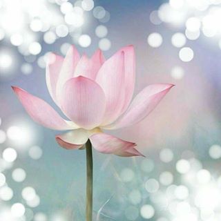 Profile Picture of Merlyn Chew (@Merlyn-Chew) on Facebook