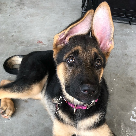 Profile Picture of Conrad Adviento (@conradjunior23) on Poshmark