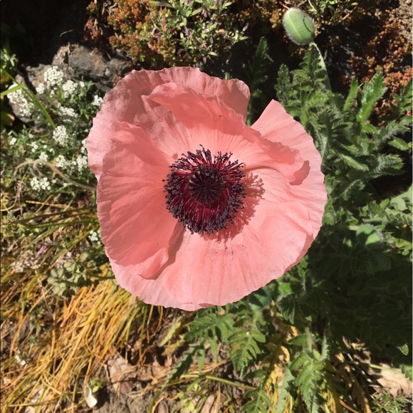 Profile Picture of Olivia Lundstrom (@livvie_me) on Poshmark