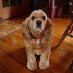 Profile Picture of Joy Spaulding Warner (@jwseagull) on Instagram