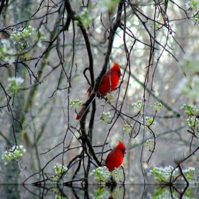 Profile Picture of Susan Calhoun (@susanca15000797) on Twitter