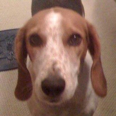 Profile Picture of Mike Sciarrino (@mfsu21) on Twitter