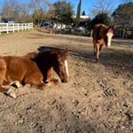 Profile Picture of shelly G Fuentes (@shellygalicia1) on Instagram