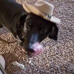 Profile Picture of Tracy Hinkle Meuli (@hinklemeuli) on Instagram