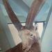 Profile Picture of Joseph Kronenberg (@josephkronenberg) on Pinterest