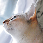 Profile Picture of Yuta Taniguchi (@Yuta Lily Taniguchi) on Flickr