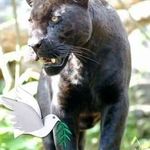 Profile Picture of David Proft (@david.neuland.1) on Instagram