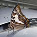 Profile Picture of Tracey McPhee (@tmc180167) on Pinterest