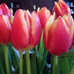 Profile Picture of Maureen McAuliffe (@maureen.mc.391) on Instagram