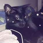 Profile Picture of Leo (@leotheclappedcat) on Instagram