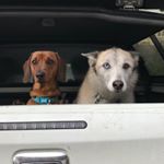 Profile Picture of Skye & Bailey (@skyebailey_dach_husky) on Instagram