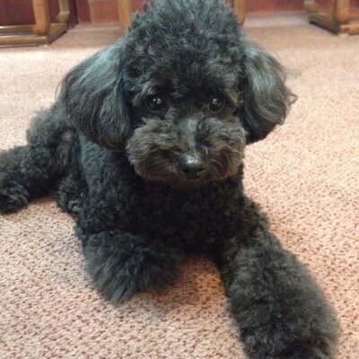 Profile Picture of Athena Ho (@hohoathena) on Twitter