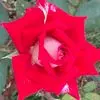 Profile Picture of Sharon Fiedler (@sfied3) on Tiktok