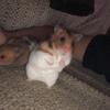 Profile Picture of Joseph Benjamin (@@biidaasige) on Tiktok