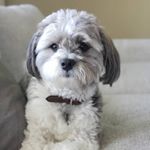 Profile Picture of Dexter Wong (@_dexter_the_doggy_) on Instagram