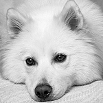 Profile Picture of Demetres Melita (@ratkadog melita) on Flickr