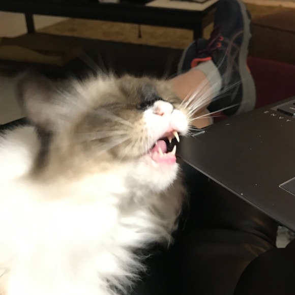 Profile Picture of Suzinn Edelston (@suztoos) on Poshmark