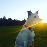 Profile Picture of Michael Reay (@otumoetaimike) on Instagram