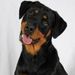 Stephanie Degenhardt - Pinterest Profile Picture of Stephanie Degenhardt (@petmom3) on Pinterest