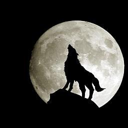 Profile Picture of Steve Salisbury (@wolflondon92) on Twitter