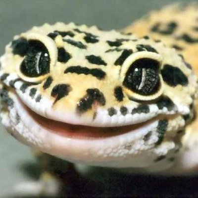 Profile Picture of Sean Whiting (@IAmArcanaForced) on Twitter