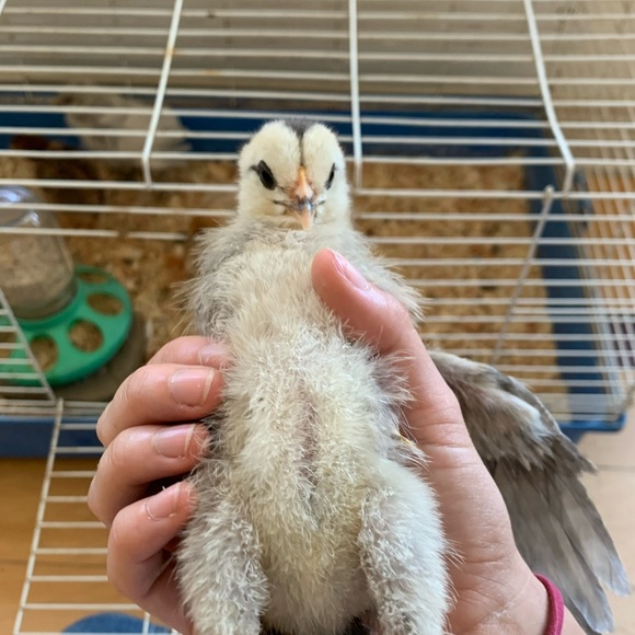 Profile Picture of Zane Budlong (@zbud) on Poshmark