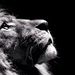 Profile Picture of Aaron Tungcab (@aatungcab) on Pinterest