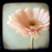 Profile Picture of Paula Felix-Didier (@locamargarita) on Pinterest