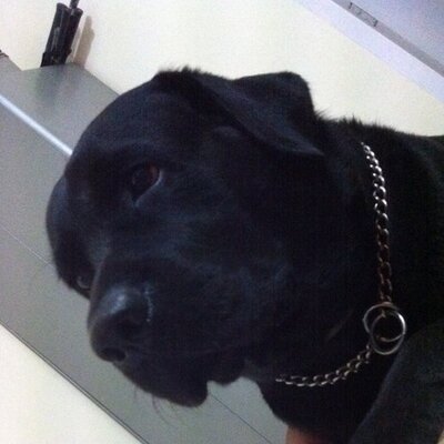 Profile Picture of Oscar Singh (@oscarsinghking) on Twitter