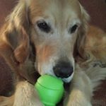 Profile Picture of Lance & June Golden Retrievers (@dees_golden_loves) on Instagram