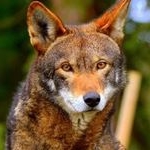 Profile Picture of 1 follower (@red_the_wolfyt) on Instagram