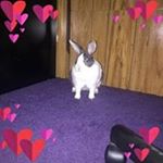 Profile Picture of William Robert Bohrer (@robtms35) on Instagram