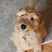 Profile Picture of EverythingGoldenDoodle+ Dog Life Blog (@CooperMacktheGoldendoodle) on Pinterest