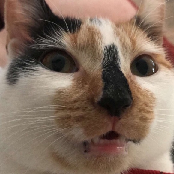 Profile Picture of Zach Miller (@bigzmillz) on Poshmark