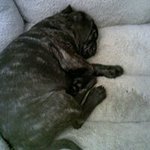 Profile Picture of Nicholas Tassinari (@battlefielder98) on Instagram