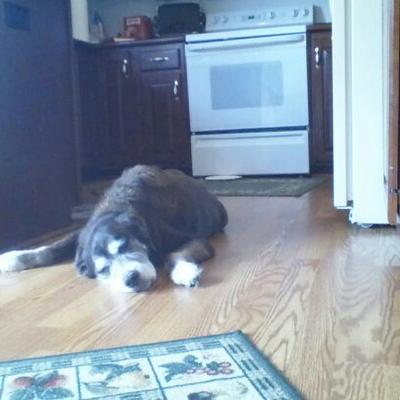 Profile Picture of Lea Luvs Mutts (@LeaMack31) on Twitter