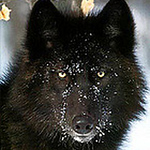 Profile Picture of Joao Adriano Cortes De Matos (@joaodematos.photography) on Flickr