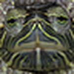Profile Picture of Antoonz (@antoonz) on Flickr