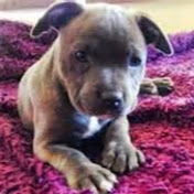 Profile Picture of Jess Hicks (@jesshicks6733) on Youtube