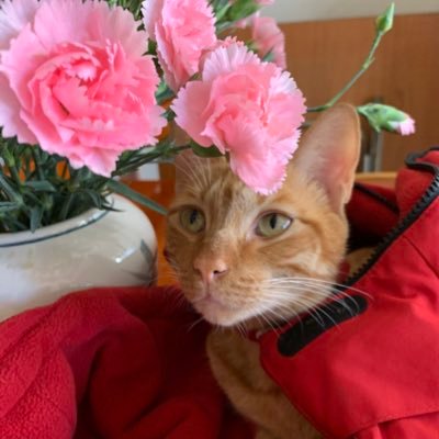 Profile Picture of Shan Mei (@ZengShanMei) on Twitter