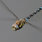 Jeanet Groenewoud - Flickr Profile Picture of Jeanet Groenewoud (@colorsofnature.nl) on Flickr