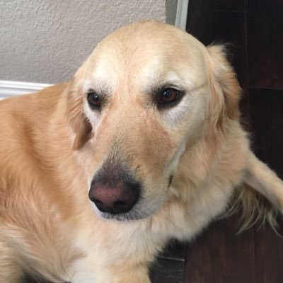 Profile Picture of Phoebe Comfort Dog (@LCCK9Phoebe) on Twitter