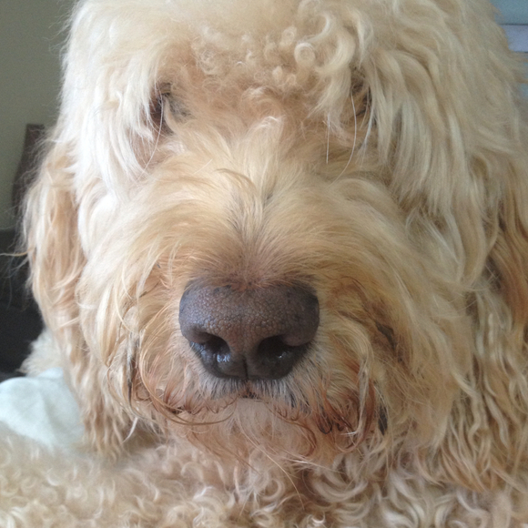 Profile Picture of Camryn Delooff (@delooffcam) on Poshmark