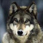 Profile Picture of Jesse Geiser (@jjgrocks) on Instagram