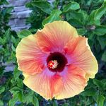 Profile Picture of Linda Cahoon Snyder (@llsmadfla) on Instagram