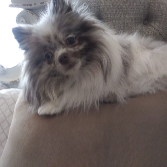 Profile Picture of Misty Ray (@noginfurs) on Poshmark